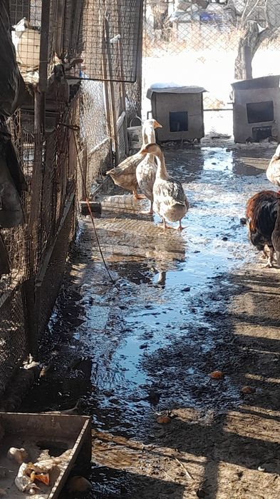 Продам молодых гусей