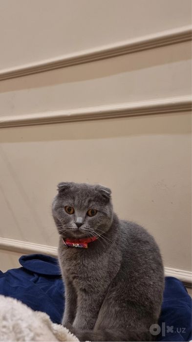 Котята чистокровные. Toza zotli mushukchalar sotiladi.