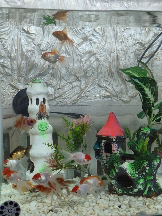 Аквариум баликлари билан