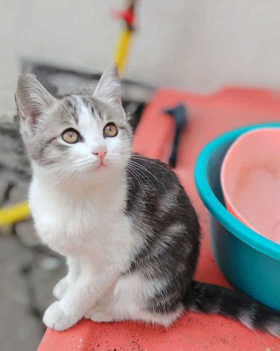 Котята бесплатно в самые заботливые руки