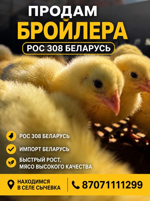 Цыплята бройлеры рос 308