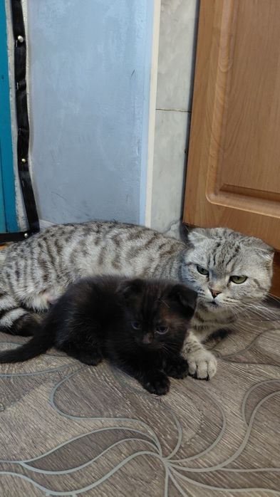 Вислоухие котята