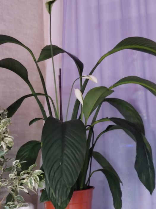 Продам цветы не дорого