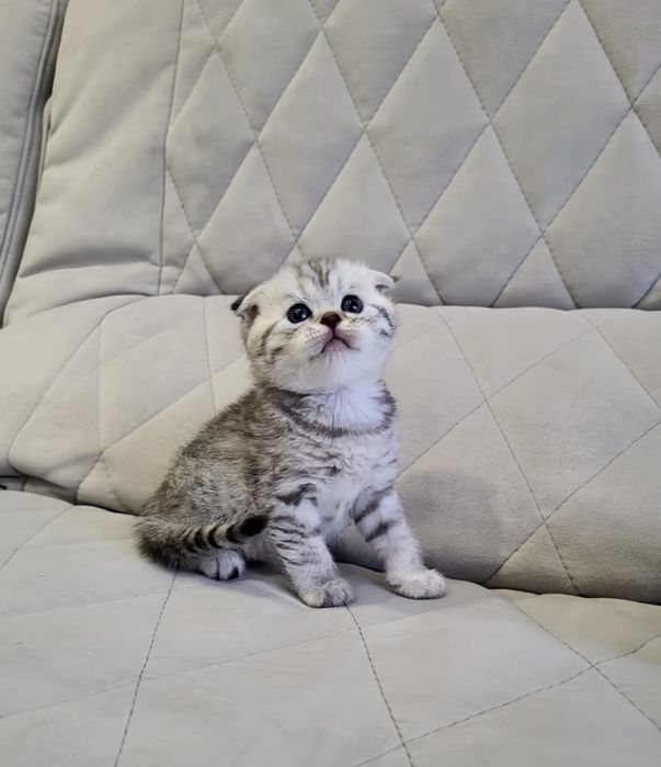 Малыши скоттиш фолд вискас