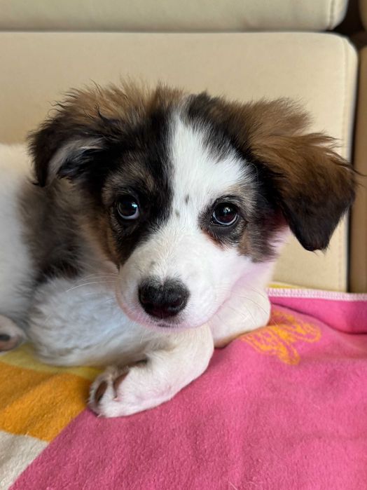 Две бездомни братче и сестриче кученца търсят дом