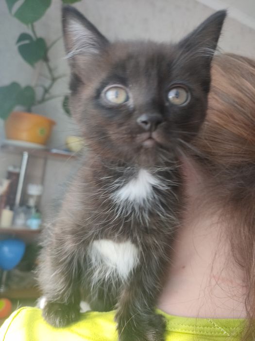 Отдам котят. Майкудук