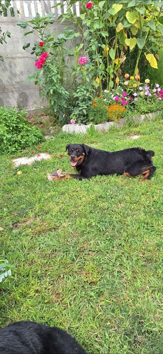 Ротвейлер девочка 1.10