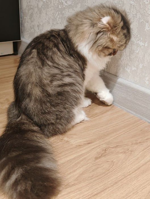 Scottish highland   fold. Скоттиш хайленд-фолд.