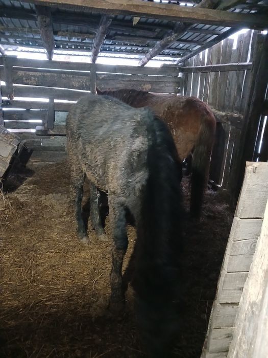 Продам Бие,тай на откорме