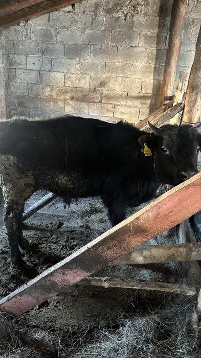 Бычок продам бык