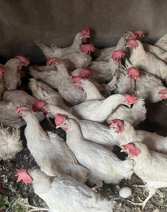 Продам кур несушек 1500