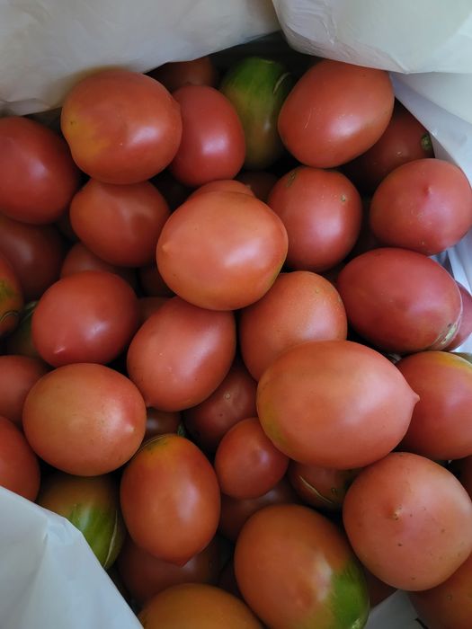 Продам засолочные помидоры