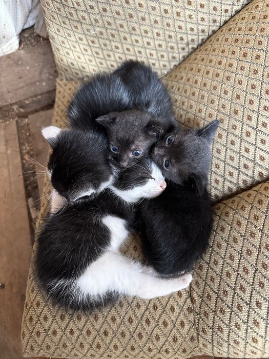 Pui de pisica catre adoptie