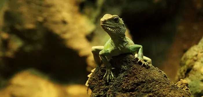 Substrat Grindal 10 Litri