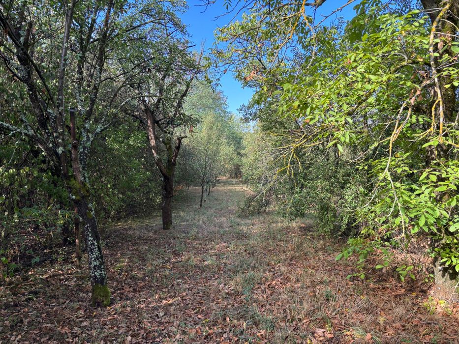 Teren intravilan de 3.500 mp in Viile Satu Mare