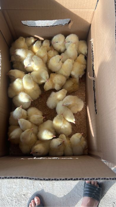 Суточный цыплята бройлера