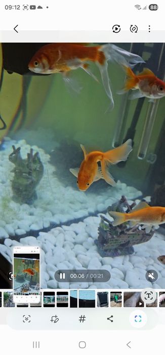 Carasi aurii 5 bucati