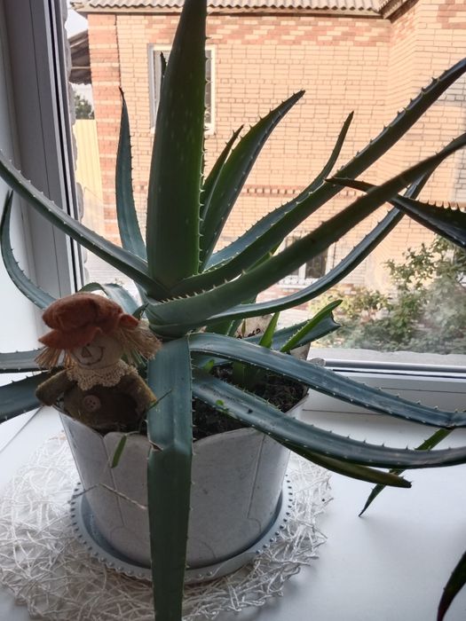 Продам алоэ Вера.