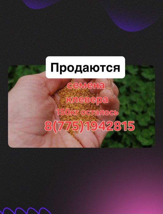 Семена клевера люцерна