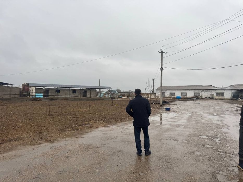 Ferma 1 gektar chinoz tumani