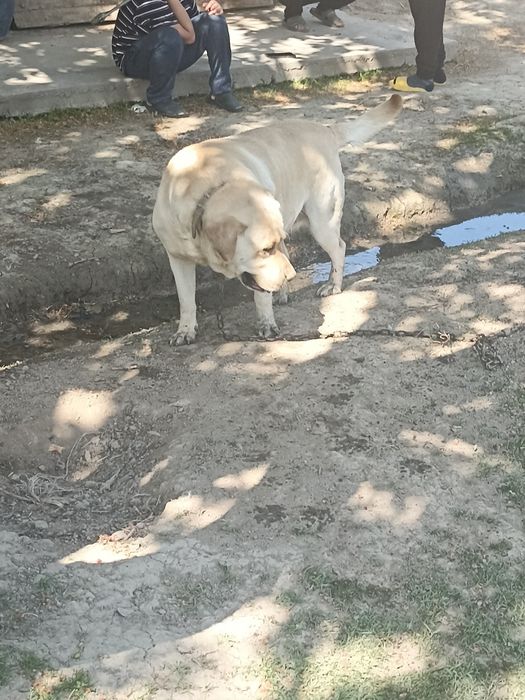 Red-River Labrador kuchuk