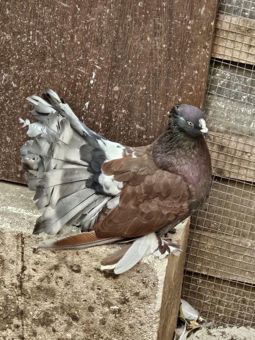 Vând porumbei diferite rase ornament