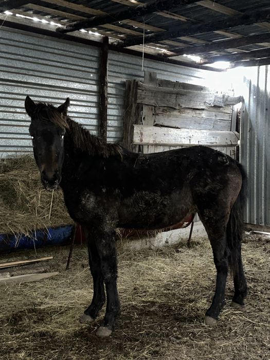 Жылкы тай откорм