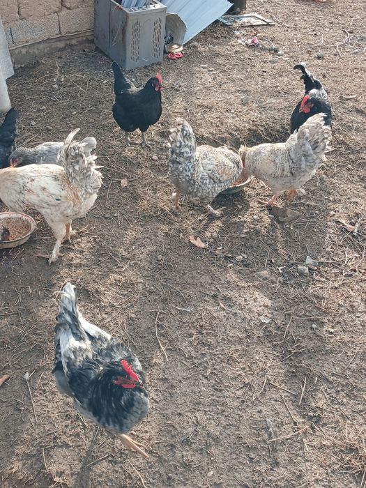 Қораздар сатылады