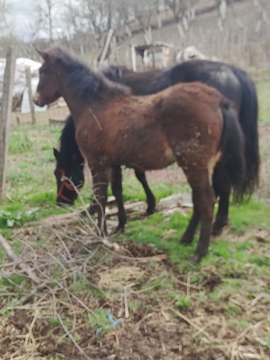 Se vinde iapă si mânză 6 luni! Detalii la telefon