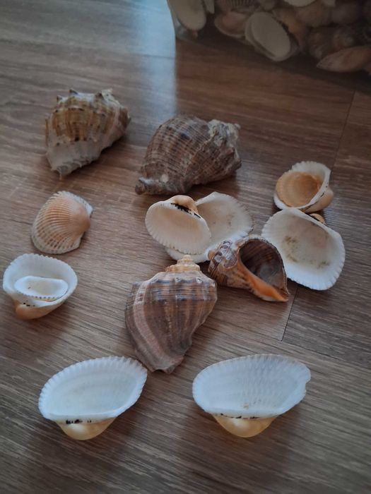 Scoici si melci de mare naturale