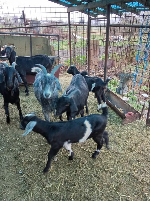 Vand tap anglonubian