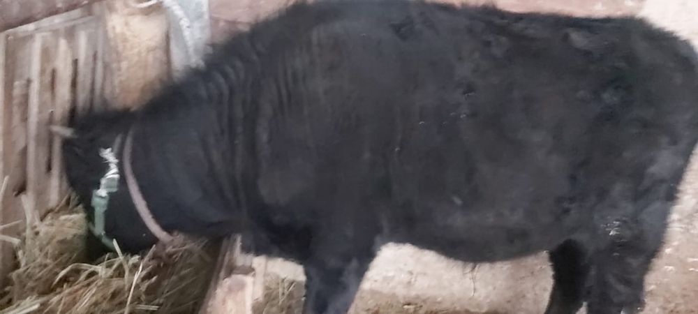 Бык бұқа бурыл ауылында