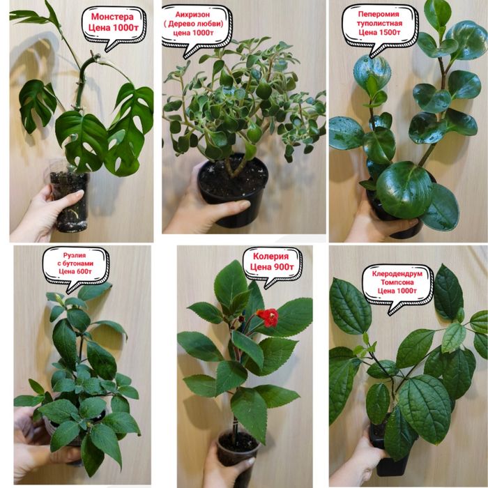 Продам комнатные цветы!