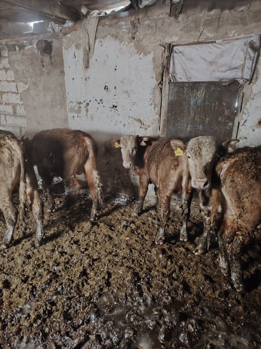 Продам Бычков 6 штук