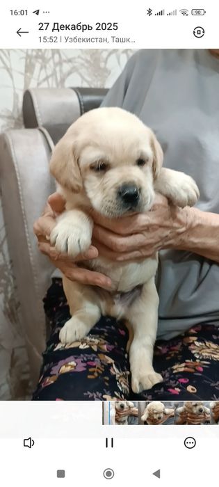 Щенок лабрадора .