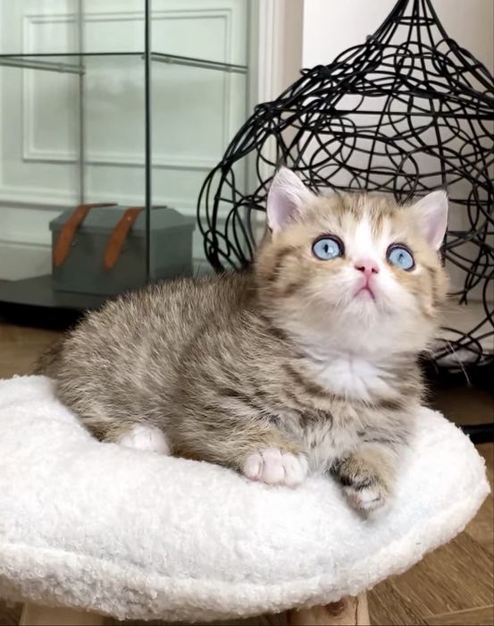 Котята манчкины из питомника