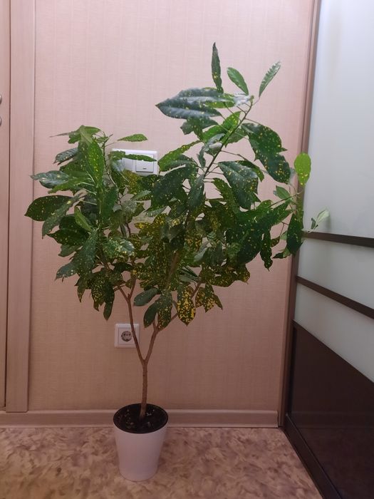 Продам  цветок "Кротон"
