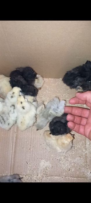 Pui de mătase japoneză diferite curori și pui de pitică