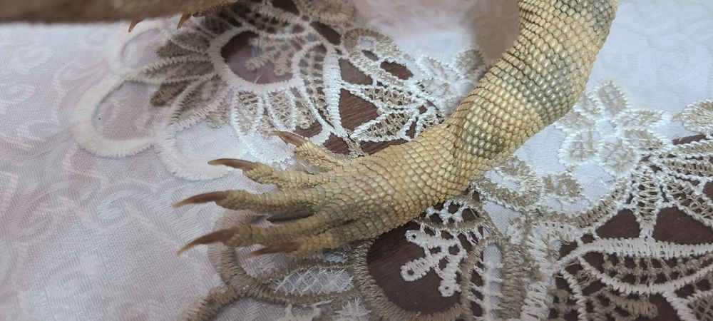 Продам чучело  Варана красивое чучило.