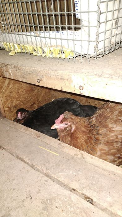 Курицы домашние молодые 5000т