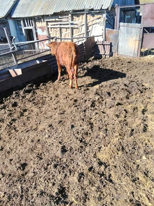 продам телку 11 месяцев