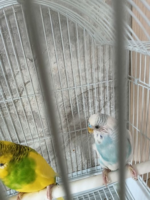 Продам волнистого попугая