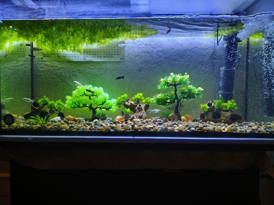 Akvarium hamma narsasi bilan