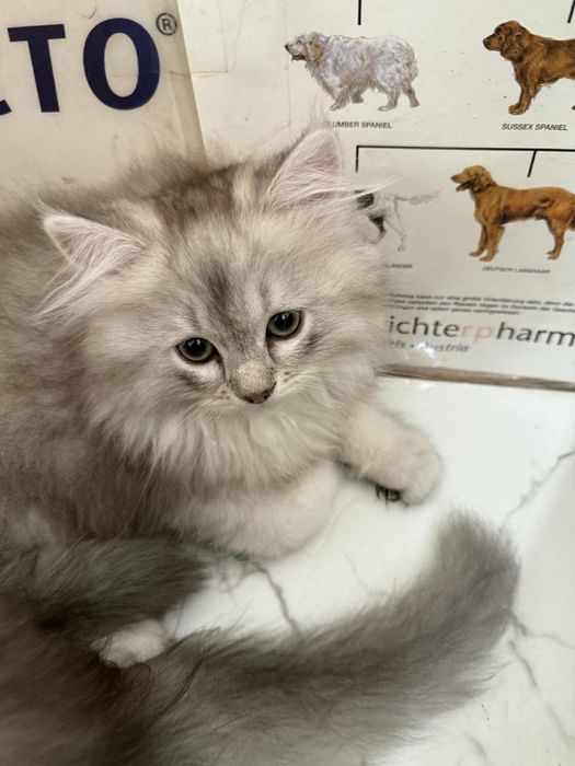 Британска дългокосместа сребърна  чинчила