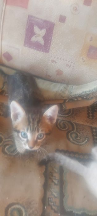 Отдам котят. Возвраст 1месяц.