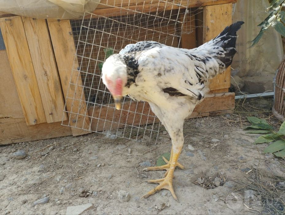 3 ta huroz 4 oyli