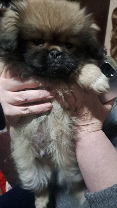 Щенок пекинес. МАЛЬЧИК.