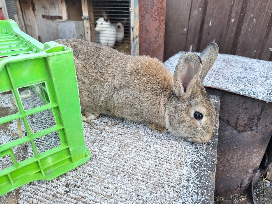 Продам молодых кролих