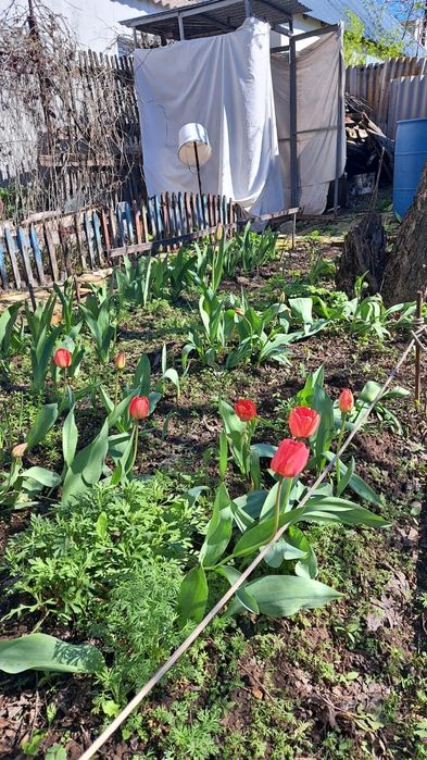 Тюльпаны 200тенге