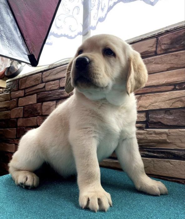 Продаются щенки лабрадора ретривера